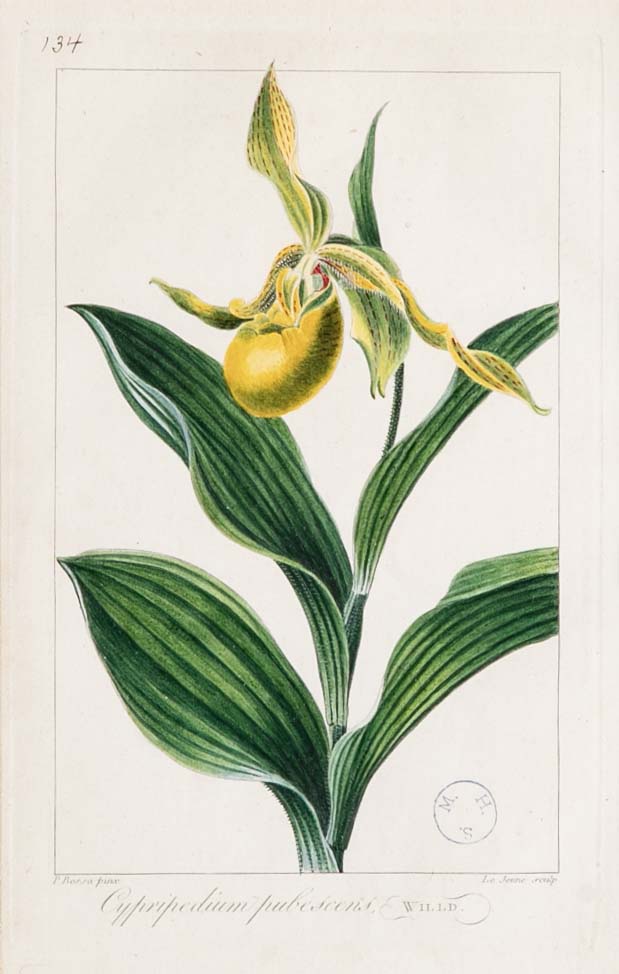 Botanical Print of a Flower by French Naturalist Painter Pancrace Bessa ( 1772 - 1846 )