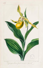 Botanical Print of a Flower by French Naturalist Painter Pancrace Bessa ( 1772 - 1846 )