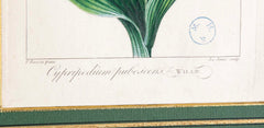 Botanical Print of a Flower by French Naturalist Painter Pancrace Bessa ( 1772 - 1846 )