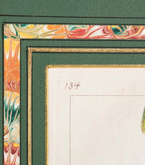 Botanical Print of a Flower by French Naturalist Painter Pancrace Bessa ( 1772 - 1846 )