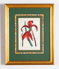 Botanical Print of a Flower by French Naturalist Painter Pancrace Bessa ( 1772 - 1846 )