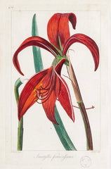 Botanical Print of a Flower by French Naturalist Painter Pancrace Bessa ( 1772 - 1846 )