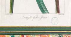 Botanical Print of a Flower by French Naturalist Painter Pancrace Bessa ( 1772 - 1846 )