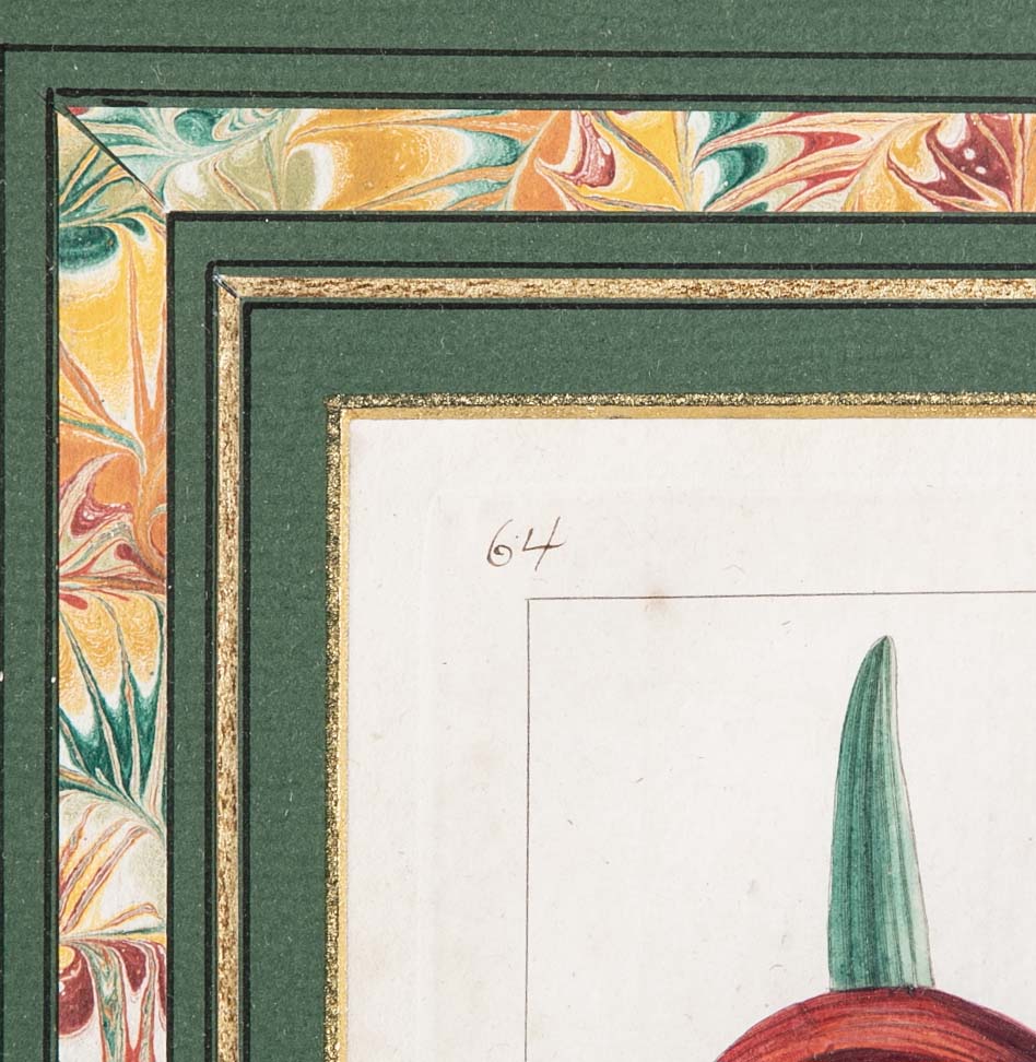 Botanical Print of a Flower by French Naturalist Painter Pancrace Bessa ( 1772 - 1846 )