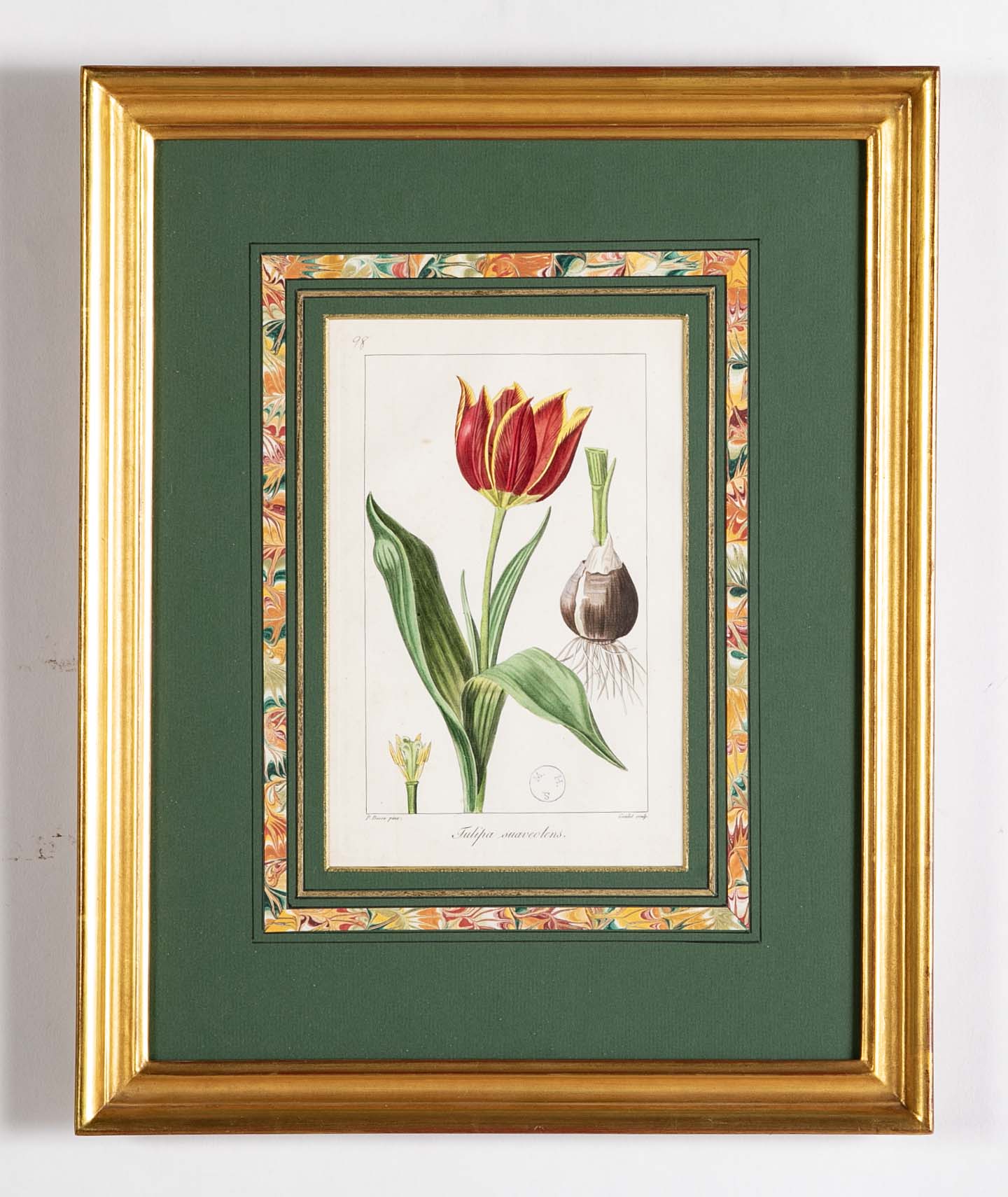 Botanical Print of a Flower by French Naturalist Painter Pancrace Bessa ( 1772 - 1846 )