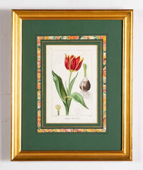 Botanical Print of a Flower by French Naturalist Painter Pancrace Bessa ( 1772 - 1846 )