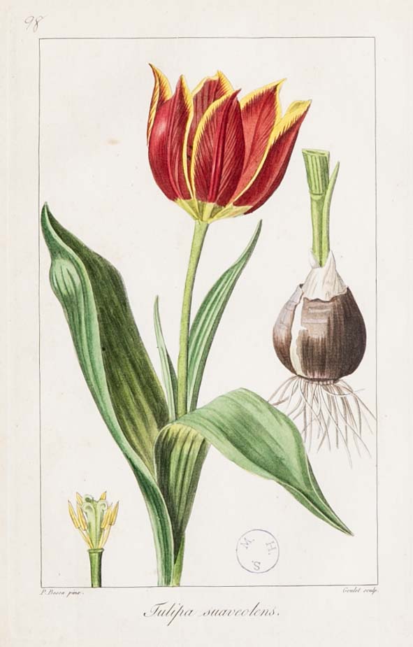 Botanical Print of a Flower by French Naturalist Painter Pancrace Bessa ( 1772 - 1846 )