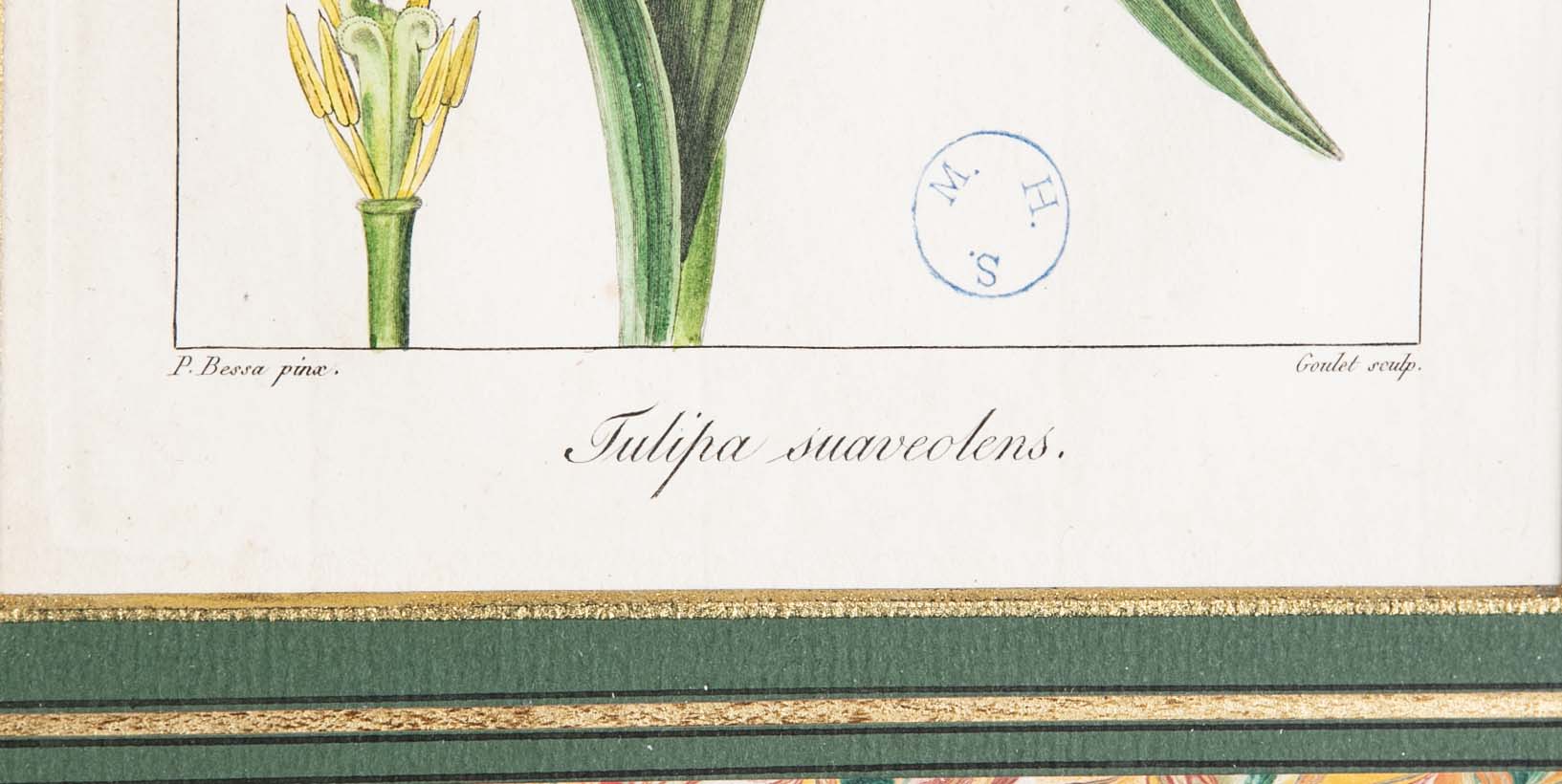 Botanical Print of a Flower by French Naturalist Painter Pancrace Bessa ( 1772 - 1846 )