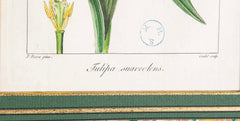 Botanical Print of a Flower by French Naturalist Painter Pancrace Bessa ( 1772 - 1846 )