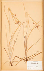 "A Collection of Dried British Grass Specimens" by W. Curtis & W. Salisbury