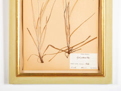 "A Collection of Dried British Grass Specimens" by W. Curtis & W. Salisbury