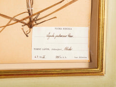 "A Collection of Dried British Grass Specimens" by W. Curtis & W. Salisbury