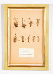 "A Collection of Dried British Grass Specimens" by W. Curtis & W. Salisbury