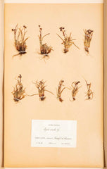"A Collection of Dried British Grass Specimens" by W. Curtis & W. Salisbury