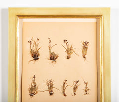 "A Collection of Dried British Grass Specimens" by W. Curtis & W. Salisbury
