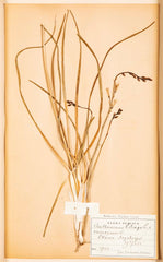 "A Collection of Dried British Grass Specimens" by W. Curtis & W. Salisbury