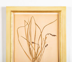 "A Collection of Dried British Grass Specimens" by W. Curtis & W. Salisbury