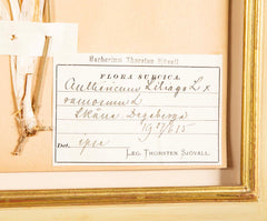 "A Collection of Dried British Grass Specimens" by W. Curtis & W. Salisbury