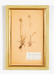 "A Collection of Dried British Grass Specimens" by W. Curtis & W. Salisbury