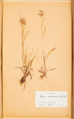 "A Collection of Dried British Grass Specimens" by W. Curtis & W. Salisbury