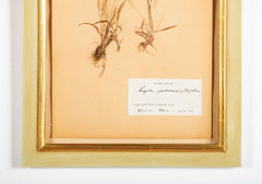 "A Collection of Dried British Grass Specimens" by W. Curtis & W. Salisbury