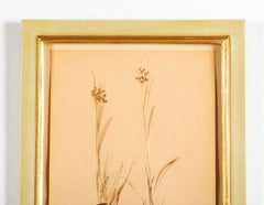"A Collection of Dried British Grass Specimens" by W. Curtis & W. Salisbury