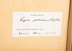 "A Collection of Dried British Grass Specimens" by W. Curtis & W. Salisbury
