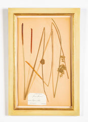 "A Collection of Dried British Grass Specimens" by W. Curtis & W. Salisbury