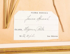 "A Collection of Dried British Grass Specimens" by W. Curtis & W. Salisbury