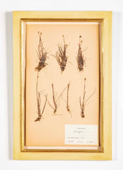 "A Collection of Dried British Grass Specimens" by W. Curtis & W. Salisbury