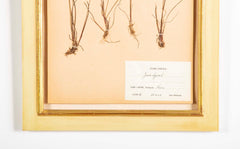 "A Collection of Dried British Grass Specimens" by W. Curtis & W. Salisbury