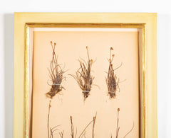 "A Collection of Dried British Grass Specimens" by W. Curtis & W. Salisbury