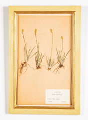 "A Collection of Dried British Grass Specimens" by W. Curtis & W. Salisbury