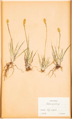 "A Collection of Dried British Grass Specimens" by W. Curtis & W. Salisbury