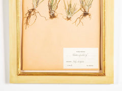 "A Collection of Dried British Grass Specimens" by W. Curtis & W. Salisbury