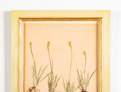 "A Collection of Dried British Grass Specimens" by W. Curtis & W. Salisbury