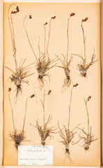 "A Collection of Dried British Grass Specimens" by W. Curtis & W. Salisbury