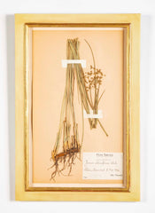 "A Collection of Dried British Grass Specimens" by W. Curtis & W. Salisbury
