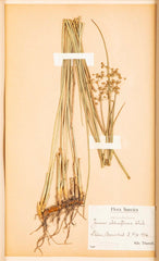 "A Collection of Dried British Grass Specimens" by W. Curtis & W. Salisbury