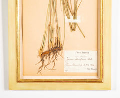 "A Collection of Dried British Grass Specimens" by W. Curtis & W. Salisbury