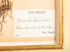 "A Collection of Dried British Grass Specimens" by W. Curtis & W. Salisbury