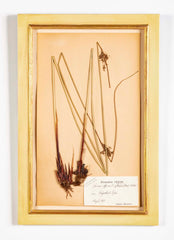 "A Collection of Dried British Grass Specimens" by W. Curtis & W. Salisbury