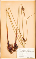 "A Collection of Dried British Grass Specimens" by W. Curtis & W. Salisbury