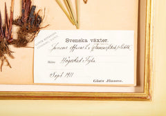 "A Collection of Dried British Grass Specimens" by W. Curtis & W. Salisbury