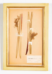 "A Collection of Dried British Grass Specimens" by W. Curtis & W. Salisbury
