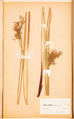 "A Collection of Dried British Grass Specimens" by W. Curtis & W. Salisbury