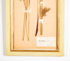 "A Collection of Dried British Grass Specimens" by W. Curtis & W. Salisbury
