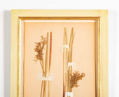"A Collection of Dried British Grass Specimens" by W. Curtis & W. Salisbury