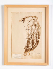 "A Collection of Dried British Grass Specimens" by W. Curtis & W. Salisbury