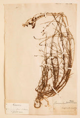 "A Collection of Dried British Grass Specimens" by W. Curtis & W. Salisbury